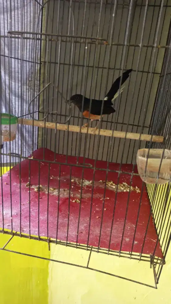 Dijual murai batu betina
