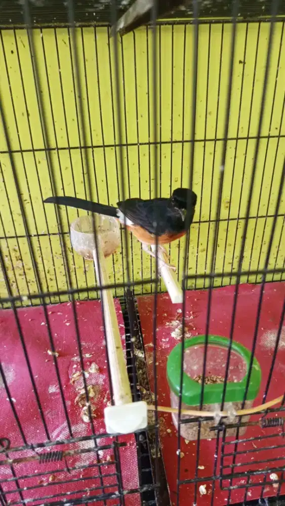 Dijual murai batu betina