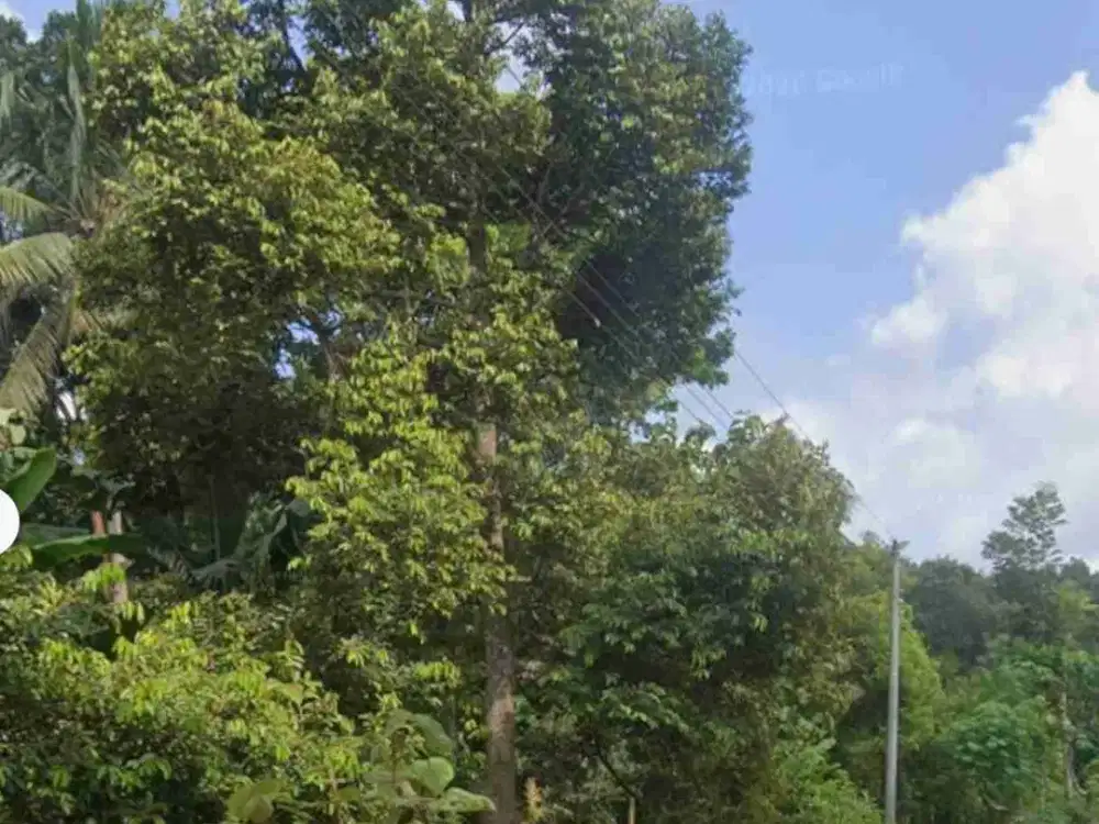 Jual Murah Kebun Durian di Kalibawang Kulon Progo