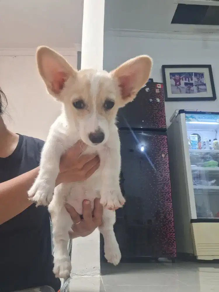 Dijual anakan corgi betina