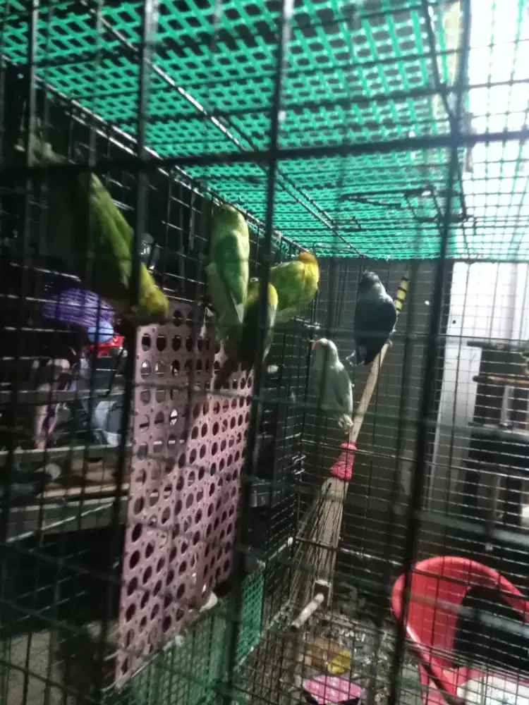 Love bird warna