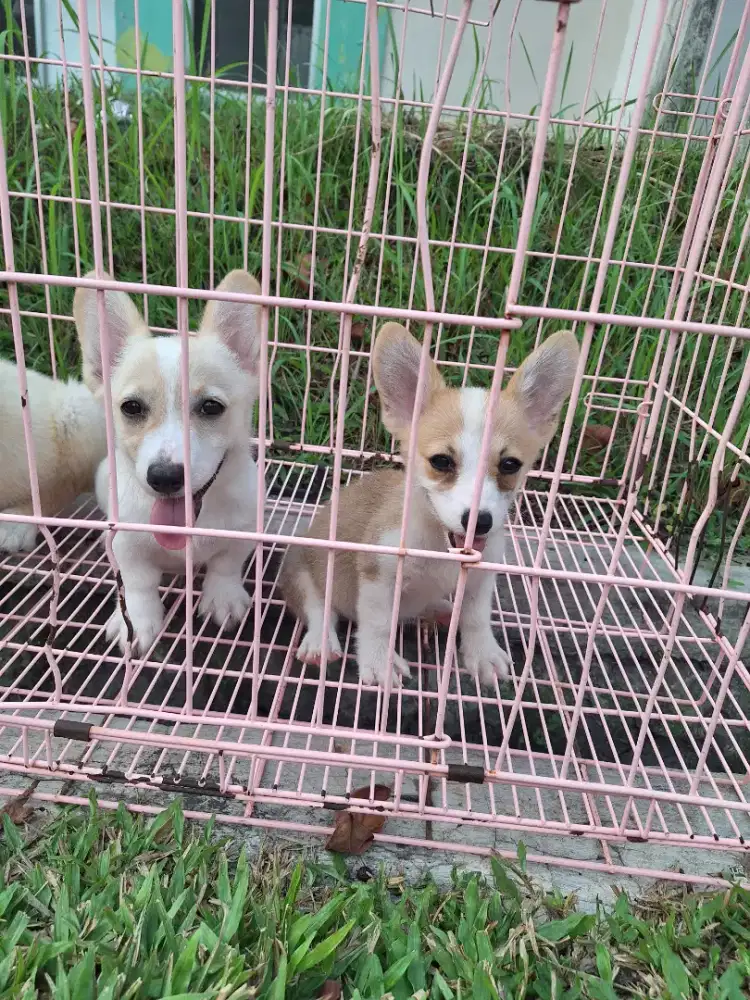 Dijual anakan corgi