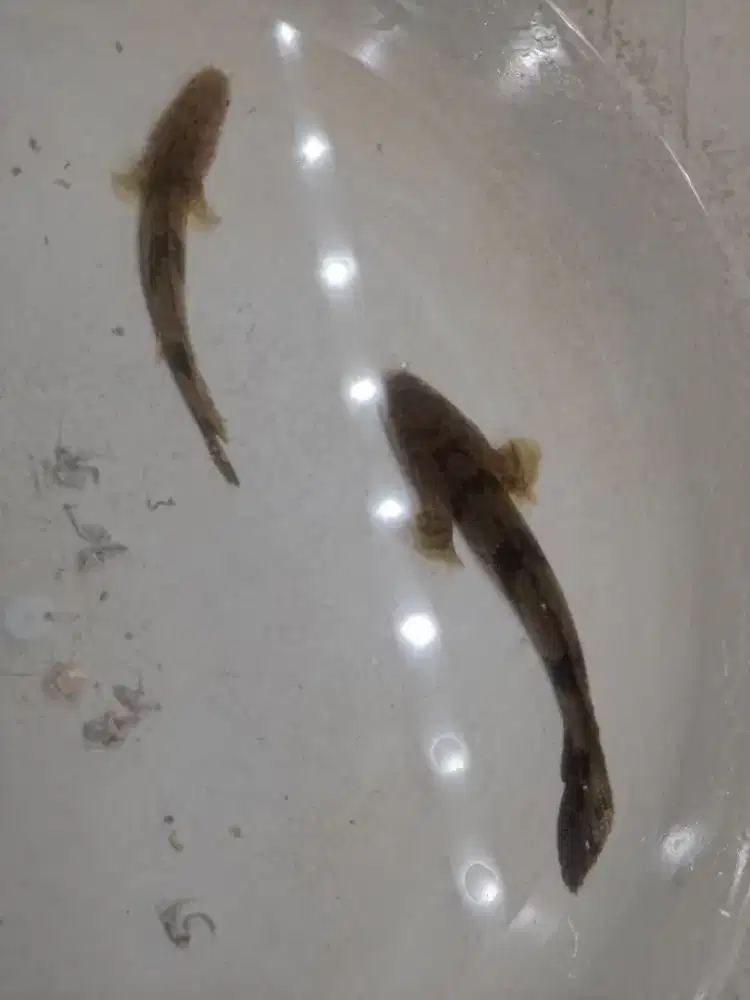 Ikan Palmas Endlycherry