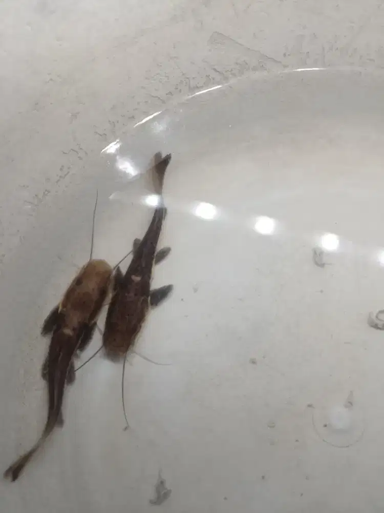 Ikan leopard catfish