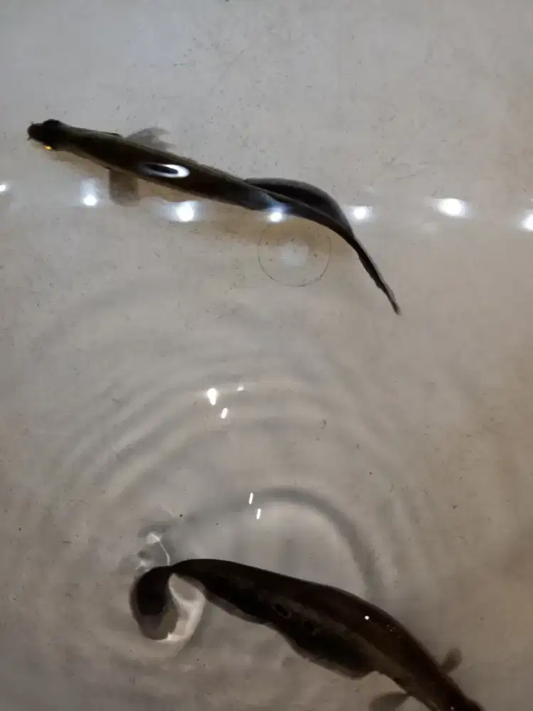 Ikan pisau bangkok