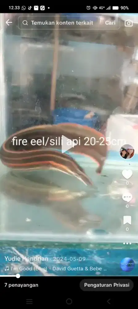 Ikan sili api riau