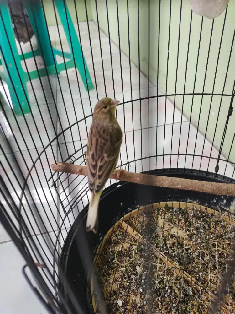 Burung kenari Loper