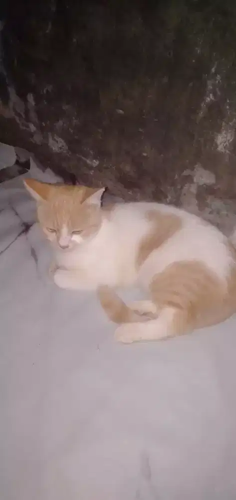 Lepas Adopsi Kucing MixDome (free)