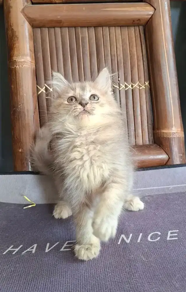 Kucing betina /kitten persia bbetina /kucing   persia