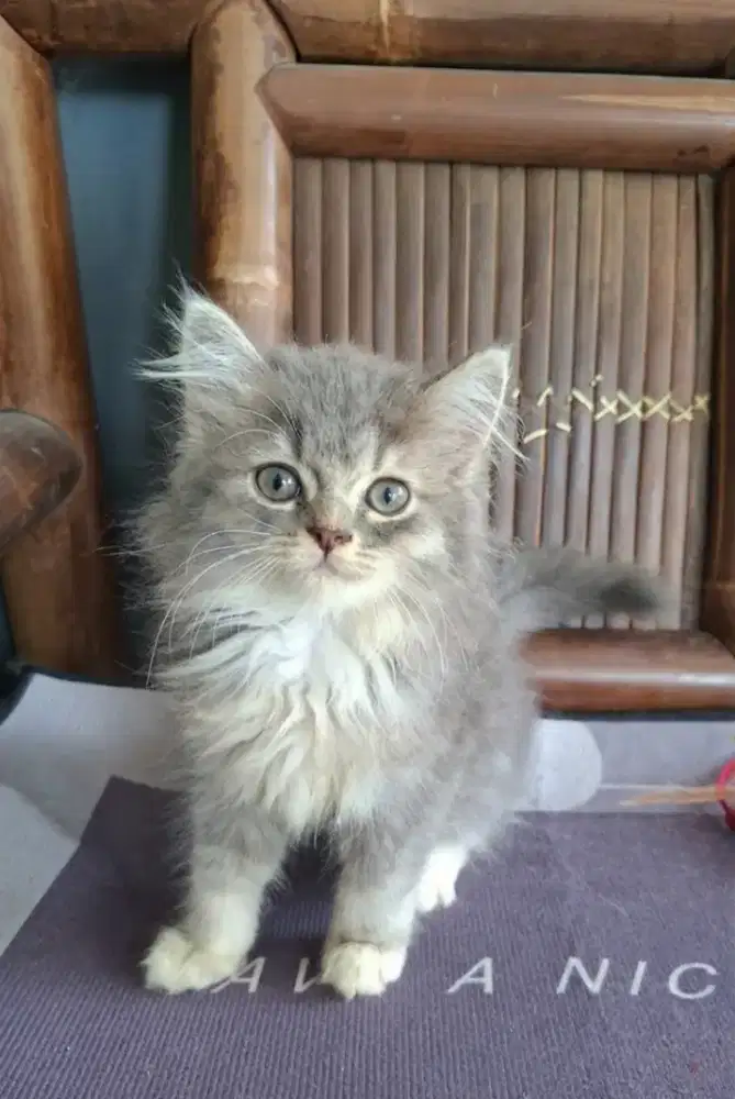 kucing persia jantan /kitten.persia jantan