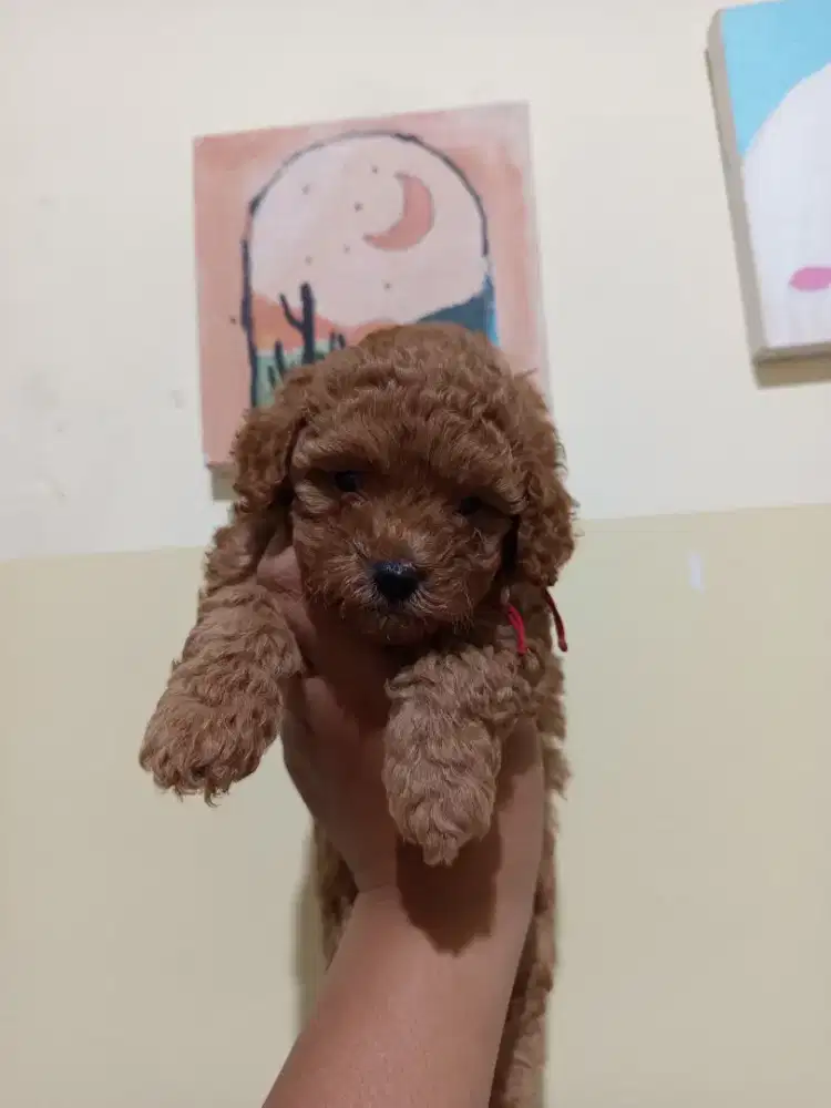 Red toy poodle...