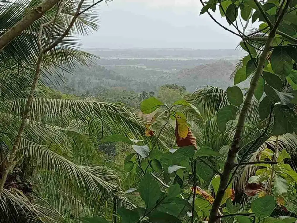Tanah Murah di Kokap Kulon Progo