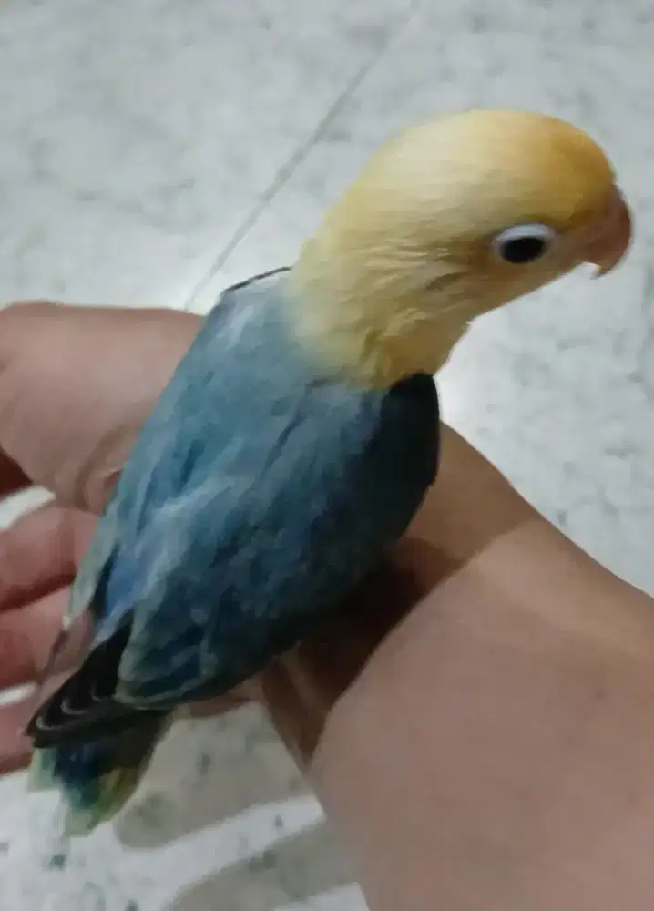 Burung lovebird