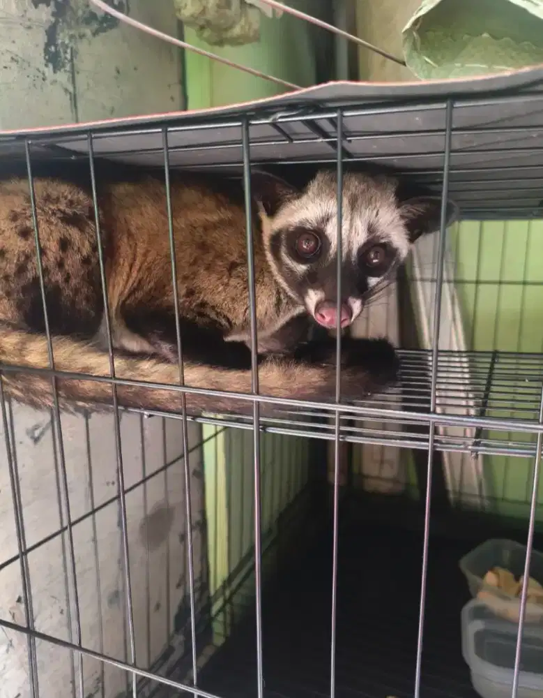 Musang pandan kembar