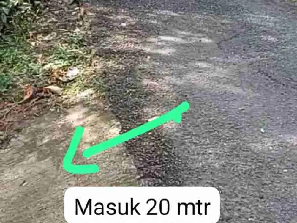 Kebun Durian Murah di Kokap Kulon Progo