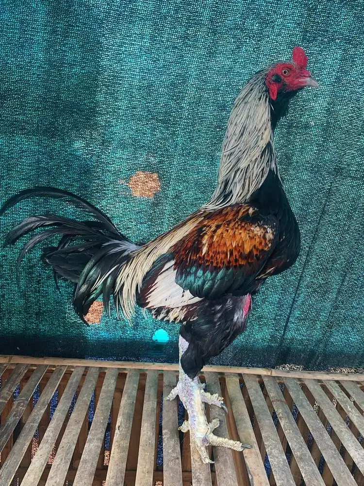Anakan Ayam pama