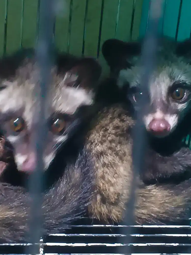 Musang anakan semi