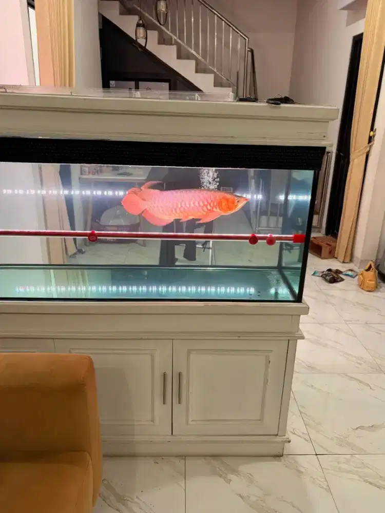 Super red istimewa sertifikat
