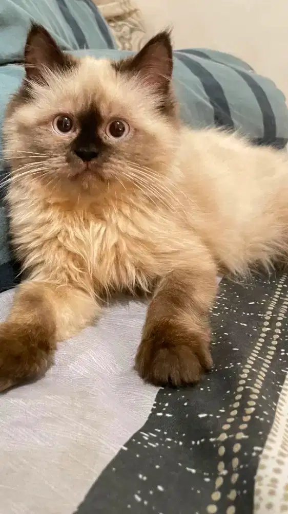 ragdoll sealpoint