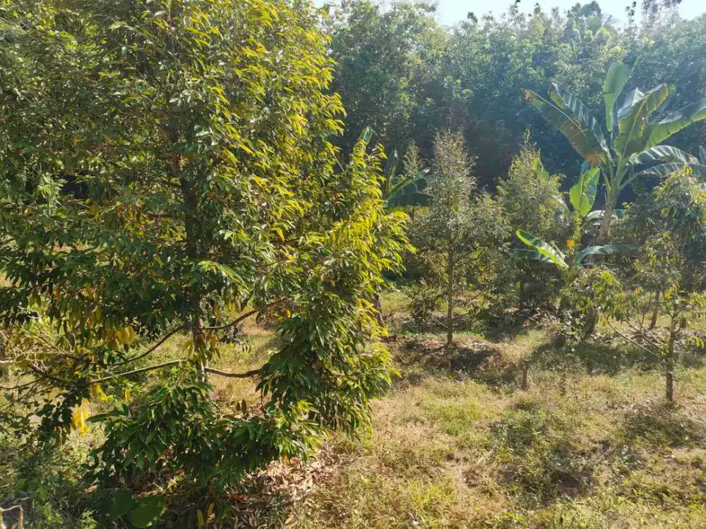 Kebun Durian Murah di Kokap Kulon Progo