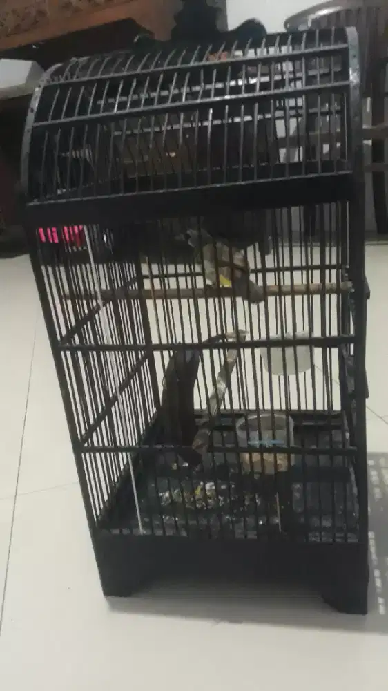 Trucuk lokal masih mudah bunyian