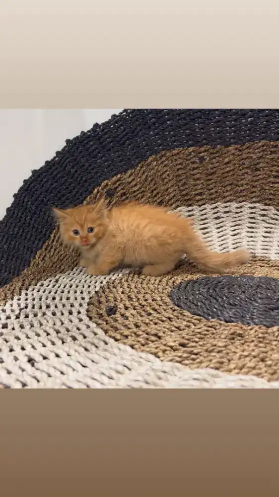 Kucing persia lucu