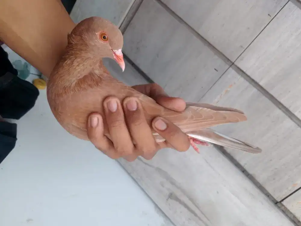 Burung dara sepasang