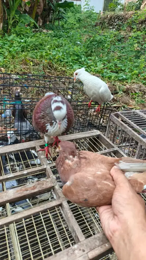 Burung dara sepasang