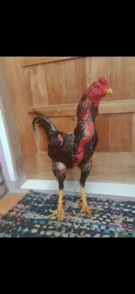 Ayam pakhoy. Phanat adu mantap teknik brakot vidio ada 1xwin