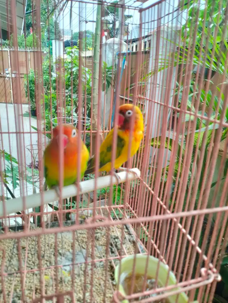 Sepasang love bird murah