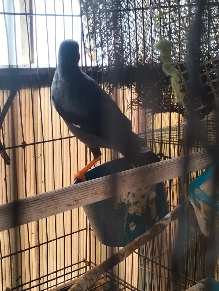 Jalak kebo gacor .