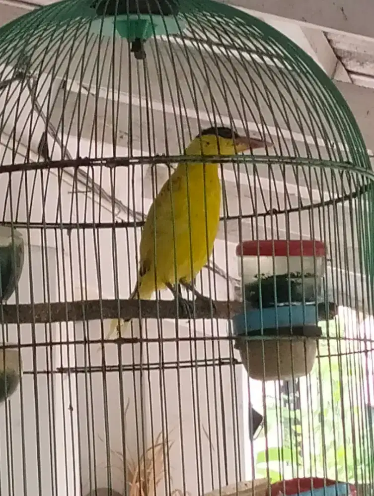 Kepodang mnuju gacor..