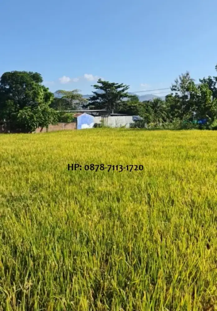 DIJUAL TANAH SAWAH STRATEGIS – MANDE, KEC. MPUNDA