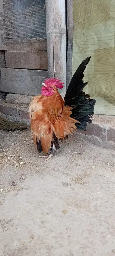 Ayam serama jantan