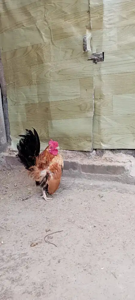 Ayam serama jantan