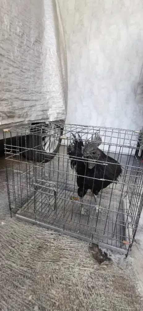Ayam cemani lidah hitam
