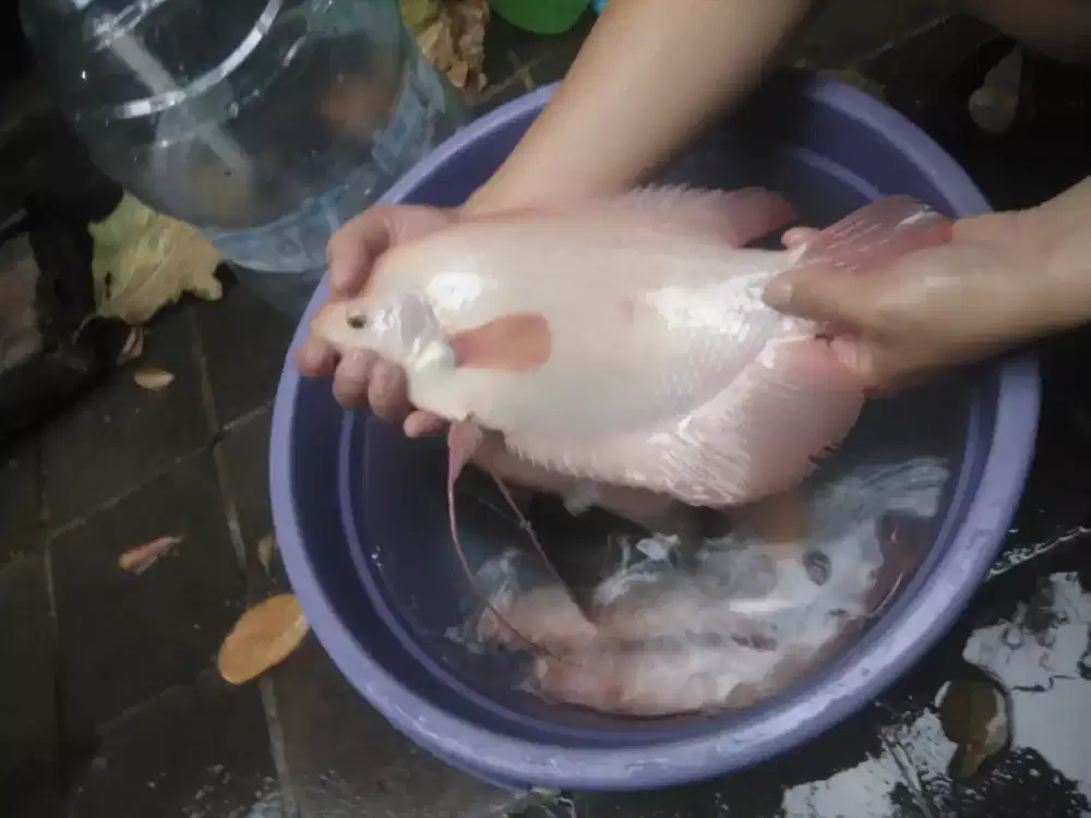 Ikan Gurame Padang ada 5 Ekor lagi 350rb/ekor