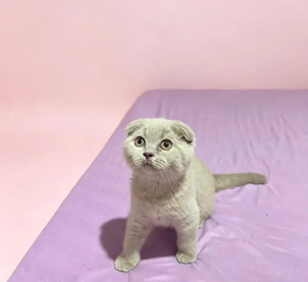 Scottish Fold Female Kitten