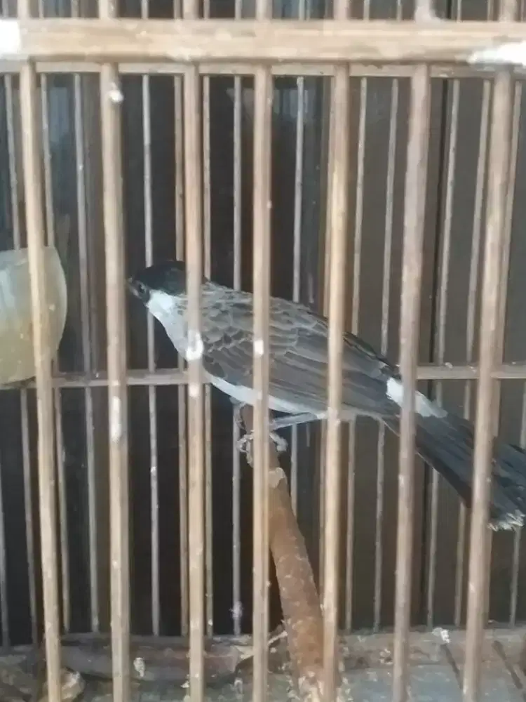 kutioang rawaran udah rajin bunyi