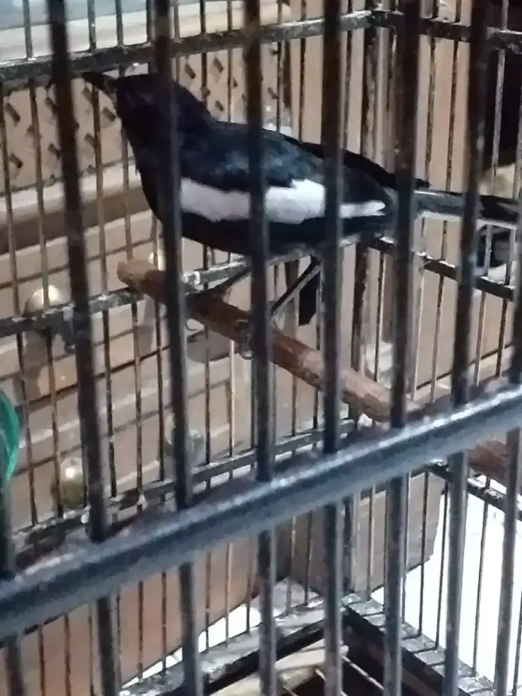 kacer dada hitam rawatan udah bunyi