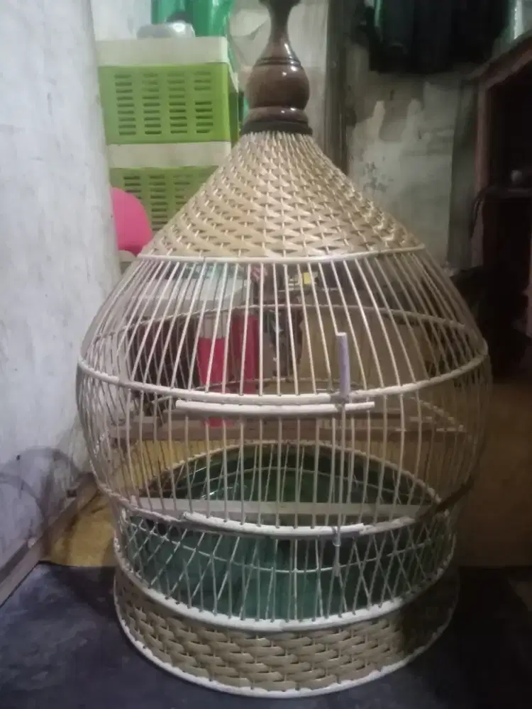 Sangkar perkutut/tekukur baru