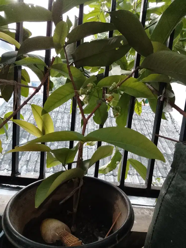Jambu air  pendek berbuah