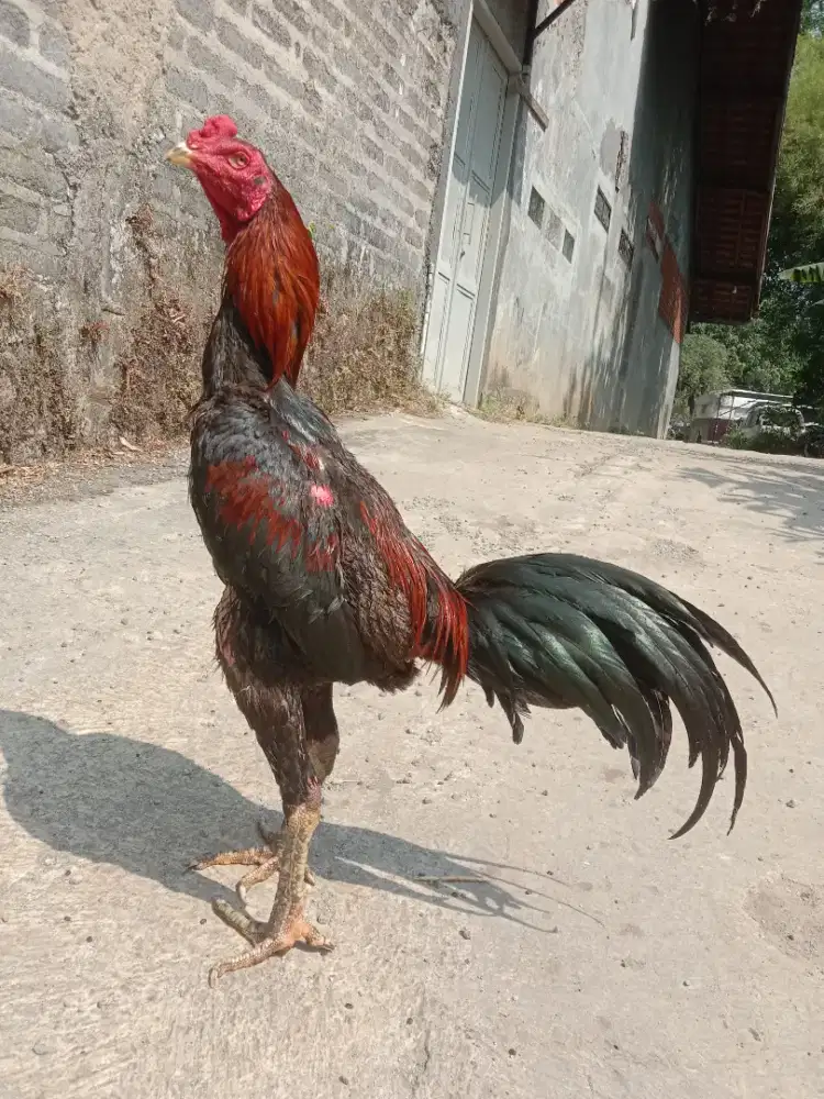 Ayam shamo jepang  x khoysell ada pukul ko win 3 x murah caturangga