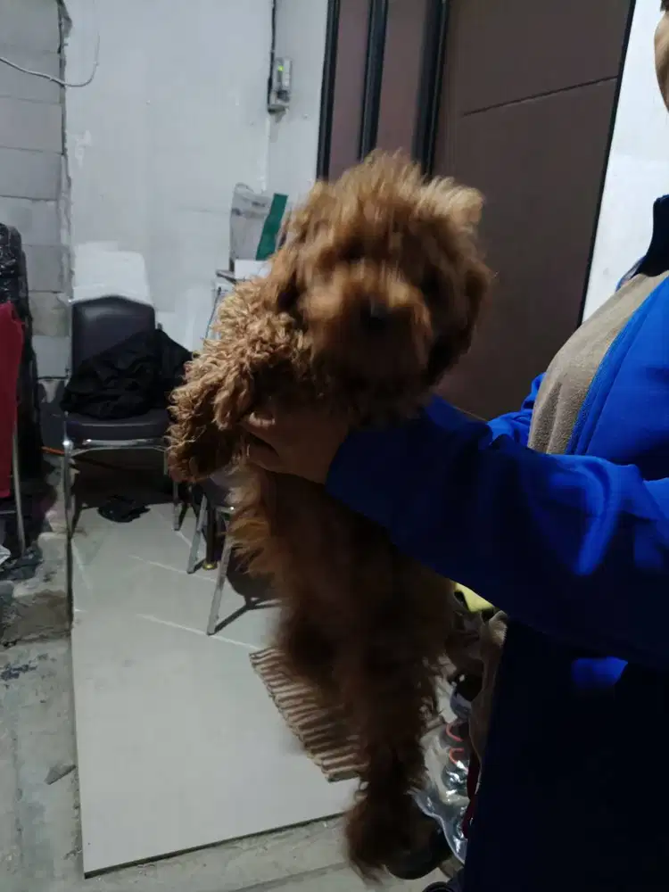 Pudel teacup umur 4 bulan