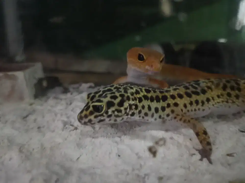 Gecko Tangerine dan Sunglow