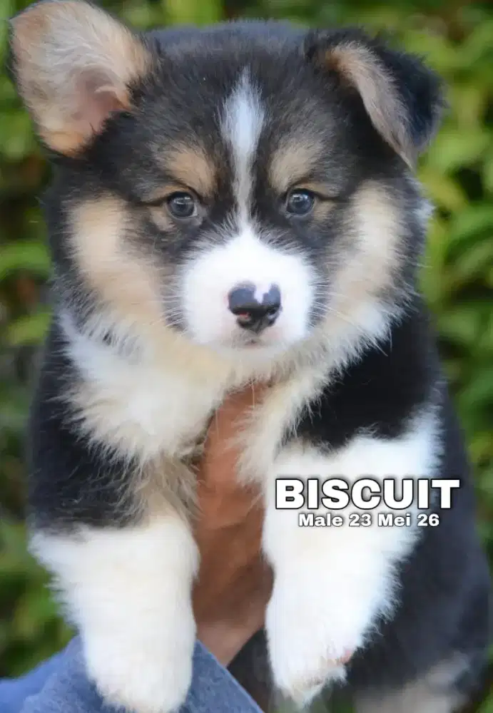 Corgi longhair tricolor jantan •BISCUIT•