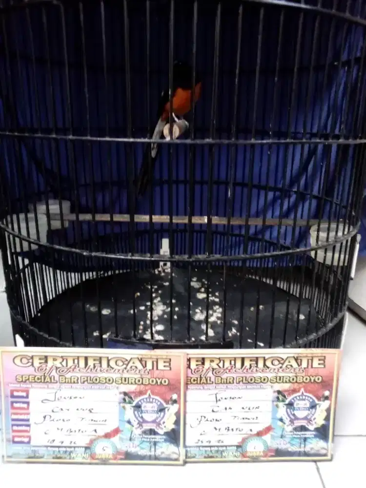 Jual murai prestasi latber BNR Ploso.