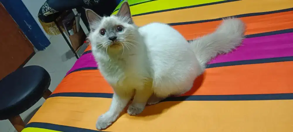Kucing Himalaya kitten betina 4bln