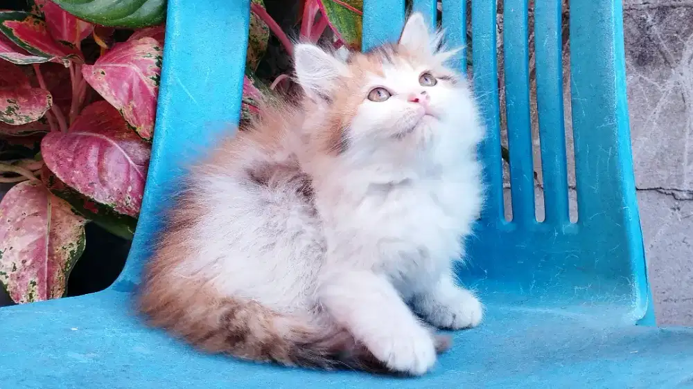 Kucing persia kitten