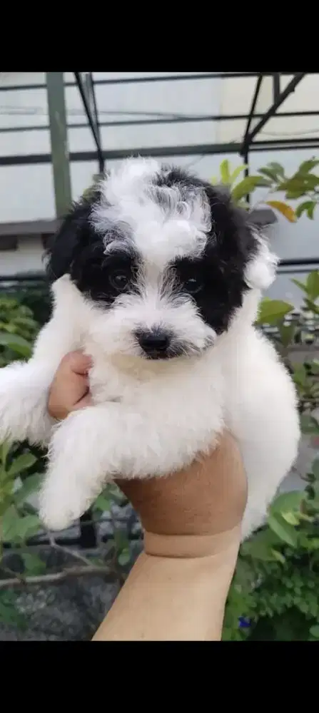 Anak anjing maltipo